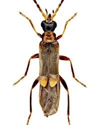 Malthodes (Malthodes) spathifer (Kiesenwetter, 1852)