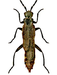 Malthodes (Malthodes) trifurcatus atramentarius (Kiesenwetter, 1852)