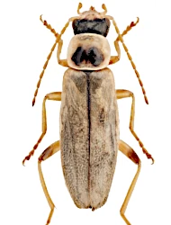 Metacantharis clypeata (Illiger, 1798)
