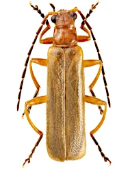 Podistra (Absidia) rufotestacea (Letzner, 1845)