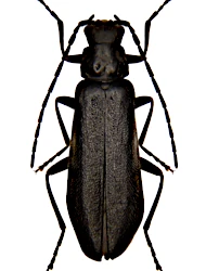 Rhagonycha (Rhagonycha) carpathica (Ganglbauer, 1896)