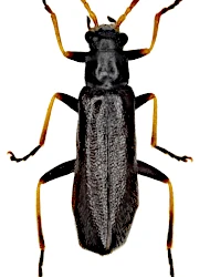 Rhagonycha (Rhagonycha) elongata (Fallen, 1807)