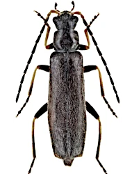 Rhagonycha (Rhagonycha) interposita (Dahlgren, 1978)