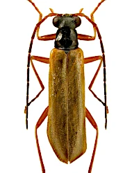 Rhagonycha (Rhagonycha) lignosa (O.F. Miiller, 1764)