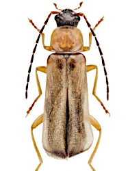 Rhagonycha (Rhagonycha) lutea (O.F. Miiller, 1764)