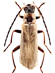 Rhagonycha (Rhagonycha) maculicollis (Markel, 1852)