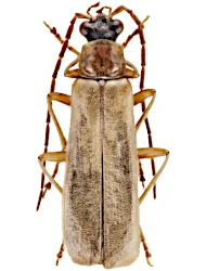 Rhagonycha (Rhagonycha) nigriceps (Waltl, 1838)