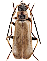 Rhagonycha (Rhagonycha) nigriventris (Motschulsky, 1860)