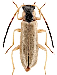 Rhagonycha (Rhagonycha) testacea (Linnaeus, 1758)