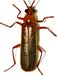 Rhagonycha (Rhagonycha) translucida (Krynicki, 1832)
