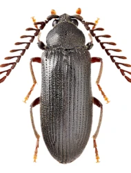 Cerophytum elateroides (Latreille, 1809)