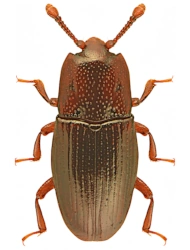 Cerylon bescidicum (Reitter, 1911), 2.2 - 2.3 mm