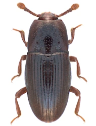 Cerylon fagi (C. N. F. Brisout de Barneville, 1867), 2.1 - 2.6 mm