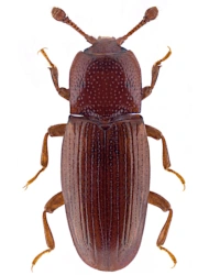 Cerylon ferrugineum (Stephens, 1830), 1.7 - 2.1 mm