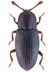 Cerylon histeroides (Fabricius, 1792), 1.8 - 2.3 mm