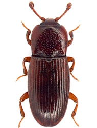 Cerylon impressum (Erichson, 1845), 2 - 2.4 mm