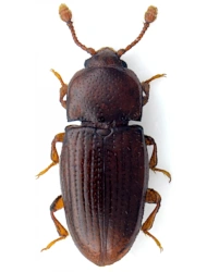 Philothermus evanescens (Reitter, 1876), 1.8 - 2.2 mm