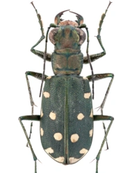 Calomera littoralis nemoralis (Olivier, 1790)