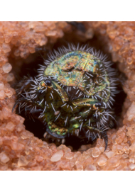 Cicindela albissima (larvae)