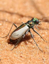 Cicindela albissima