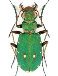 Cicindela campestris