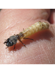 Cicindela campestris (larvae)