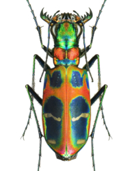 Cicindela chinensis