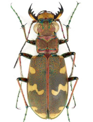Cicindela (Cicindela) hybrida hybrida (Linaeus, 1758), ♀ 11,5 - 15,5 mm