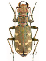 Cicindela (Cicindela) soluta pannonica (Mandl, 1936), ♂ 12 - 15 mm