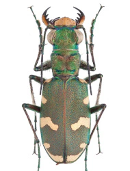Cicindela (Cicindela) sylvicola (Dejean, 1822), ♂ 12 - 16 mm