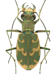 Cylindera arenaria