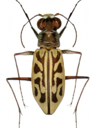 Habrodera nitidula