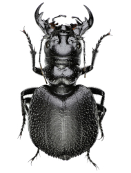 Manticora mygaloides