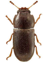 Cis bidentatus (G.-A. Olivier, 1790)