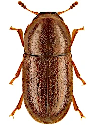 Cis castaneus (Herbst, 1793)