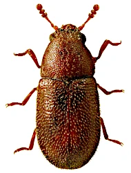 Cis fissicornis (Mellié, 1849)