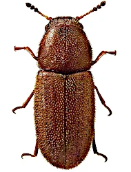 Cis fusciclavis (Nyholm, 1953)