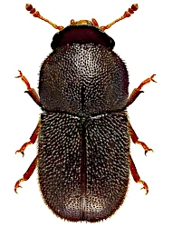 Cis laminatus (Mellié, 1849)