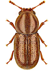Cis lineatocribratus (Mellié, 1849)