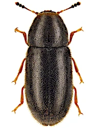 Cis pygmaeus pygmaeus (Marsham, 1802)
