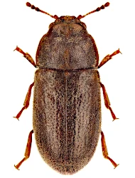 Cis rugulosus (Mellié, 1849)