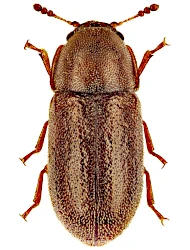 Cis submicans (Abeille de Perrin, 1874)