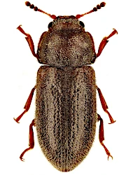 Cis villosulus (Marsham, 1802)