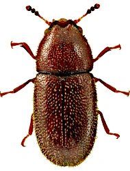 Ennearthron cornutum (Gyllenhal, 1827)