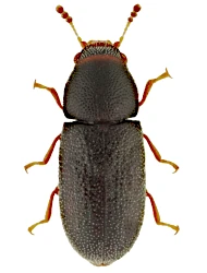 Ennearthron pruinosulum (Perris, 1864)
