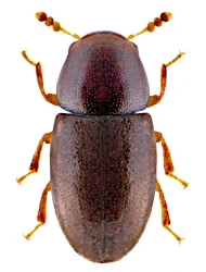 Octotemnus glabriculus (Gyllenhal, 1827)