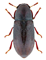 Orthocis alni (Gyllenhal, 1813)