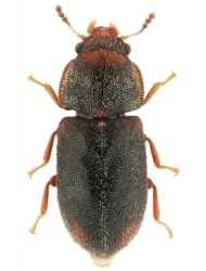 Orthocis reflexicollis (Abeille de Perrin, 1874)
