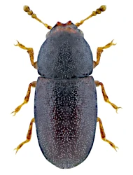 Strigocis bicornis (Mellié, 1849)