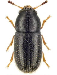 Sulcacis nitidus (Fabricius, 1792)